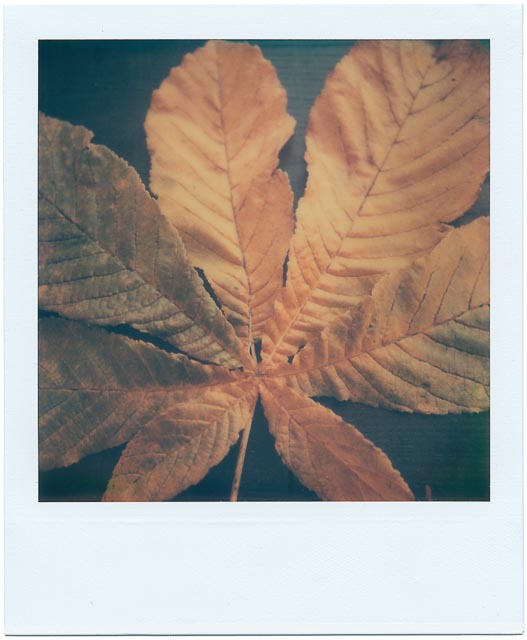 Fall gallery - Image 7