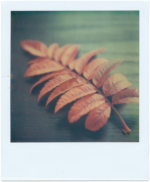 Fall gallery - Image 8