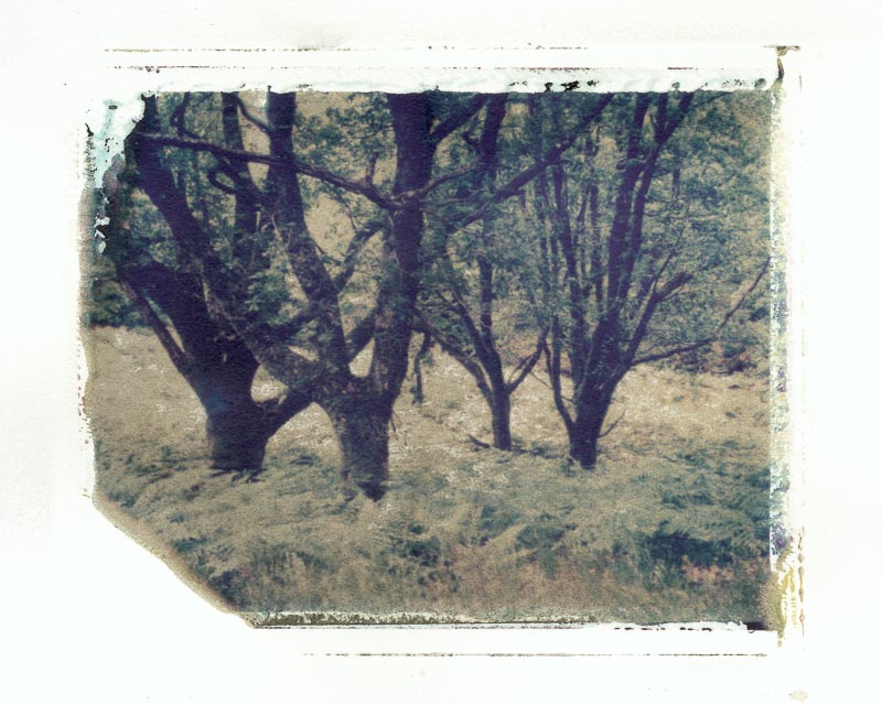 Pack film image transfer gallery - Image 5
