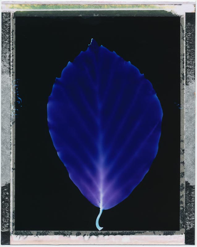 Polaroid pack film gallery - Image 20