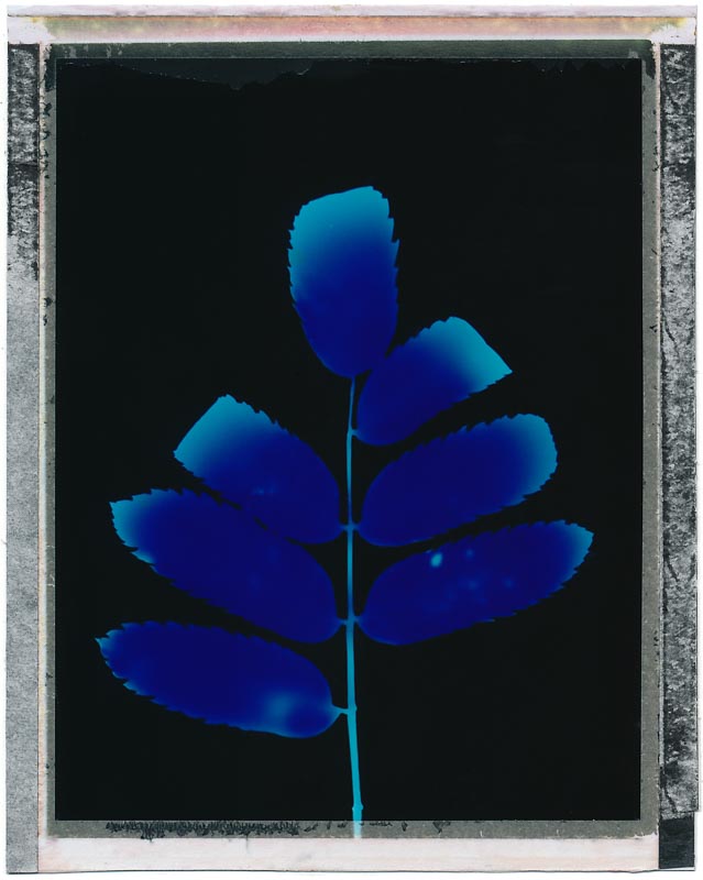 Polaroid pack film gallery - Image 19