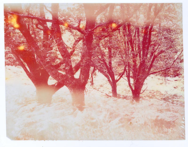 Polaroid pack film gallery - Image 5