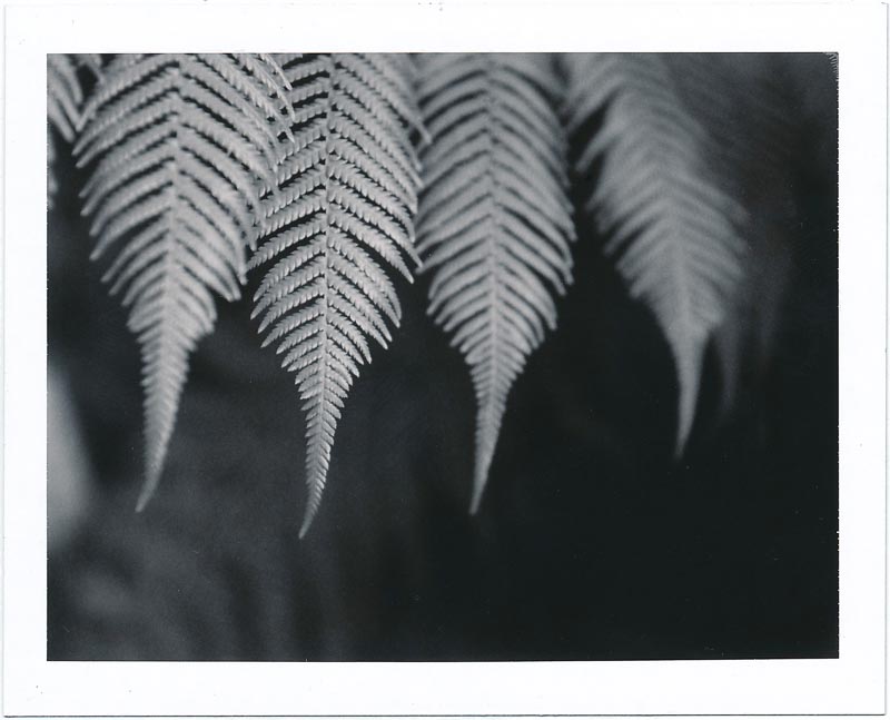 Polaroid pack film gallery - Image 13