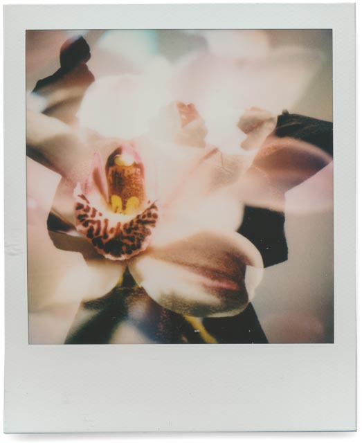 Stone flowers overflow 19